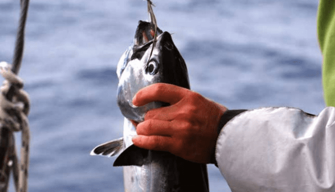 Fisherman holding freshly caught fish